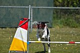 2nd chanche agility apeldoorn v.p