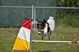 2nd chanche agility apeldoorn v.p