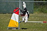 2nd chanche agility apeldoorn v.p