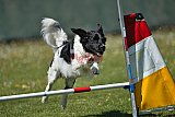 2nd chanche agility apeldoorn v.p