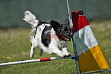 2nd chanche agility apeldoorn v.p