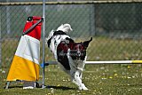 2nd chanche agility apeldoorn v.p