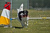 2nd chanche agility apeldoorn v.p