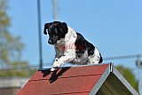 2nd chanche agility apeldoorn v.p
