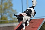 2nd chanche agility apeldoorn v.p