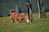 2nd chanche agility apeldoorn v.p