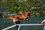 2nd chanche agility apeldoorn v.p