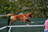 2nd chanche agility apeldoorn v.p