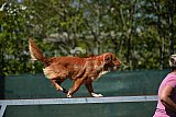 2nd chanche agility apeldoorn v.p