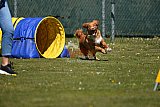 2nd chanche agility apeldoorn v.p