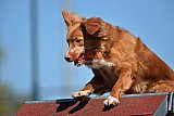 2nd chanche agility apeldoorn v.p