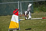 2nd chanche agility apeldoorn v.p