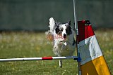 2nd chanche agility apeldoorn v.p
