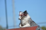 2nd chanche agility apeldoorn v.p
