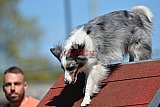 2nd chanche agility apeldoorn v.p