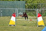 2nd chanche agility apeldoorn v.p