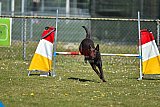 2nd chanche agility apeldoorn v.p