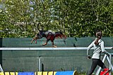 2nd chanche agility apeldoorn v.p