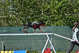 2nd chanche agility apeldoorn v.p