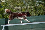 2nd chanche agility apeldoorn v.p