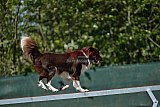 2nd chanche agility apeldoorn v.p