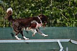2nd chanche agility apeldoorn v.p
