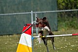 2nd chanche agility apeldoorn v.p