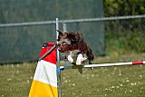 2nd chanche agility apeldoorn v.p