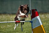 2nd chanche agility apeldoorn v.p