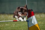 2nd chanche agility apeldoorn v.p