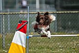 2nd chanche agility apeldoorn v.p