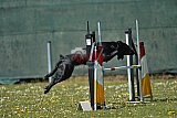 2nd chanche agility apeldoorn v.p