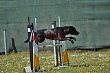 2nd chanche agility apeldoorn v.p