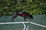 2nd chanche agility apeldoorn v.p