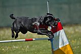 2nd chanche agility apeldoorn v.p