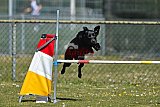 2nd chanche agility apeldoorn v.p