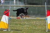 2nd chanche agility apeldoorn v.p