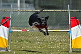 2nd chanche agility apeldoorn v.p