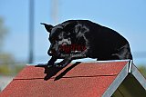 2nd chanche agility apeldoorn v.p