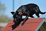 2nd chanche agility apeldoorn v.p