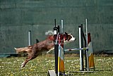 2nd chanche agility apeldoorn v.p