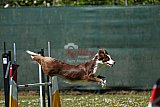 2nd chanche agility apeldoorn v.p