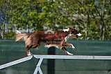 2nd chanche agility apeldoorn v.p