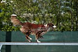 2nd chanche agility apeldoorn v.p