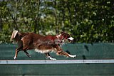 2nd chanche agility apeldoorn v.p