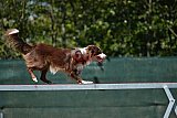 2nd chanche agility apeldoorn v.p