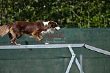 2nd chanche agility apeldoorn v.p