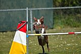 2nd chanche agility apeldoorn v.p