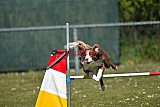 2nd chanche agility apeldoorn v.p