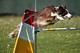 2nd chanche agility apeldoorn v.p